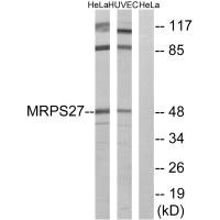 Western blot analysis of extracts from HeLa cells and HUVEC cells, using MRPS27 antibody. Western blot analysis of extracts from HeLa cells and HUVEC cells, using MRPS27 antibody.