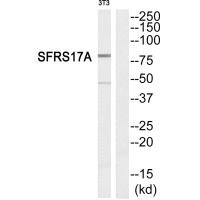 Western blot analysis of extracts from NIH-3T3 cells, using SFRS17A antibody. Western blot analysis of extracts from NIH-3T3 cells, using SFRS17A antibody.
