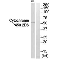 Western blot analysis of extracts from 293 cells, using Cytochrome P450 2D6 antibody. Western blot analysis of extracts from 293 cells, using Cytochrome P450 2D6 antibody.