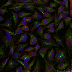 Immunofluorescence staining of methanol-fixed Hela cells using Stathmin 1(Ab-25) Antibody.