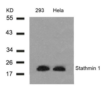 Western blot analysis of extracts from 293 and Hela cells using Stathmin 1(Ab-25) Antibody. Western blot analysis of extracts from 293 and Hela cells using Stathmin 1(Ab-25) Antibody.