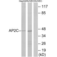 Western blot analysis of extracts from HepG2 cells and HUVEC cells, using AP2C antibody. Western blot analysis of extracts from HepG2 cells and HUVEC cells, using AP2C antibody.