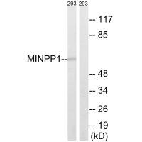 Western blot analysis of extracts from 293 cells, using MINPP1 antibody. Western blot analysis of extracts from 293 cells, using MINPP1 antibody.