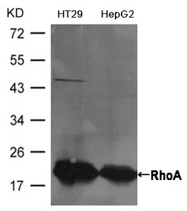 Western blot analysis of extracts from HT29 and HepG2 cells using RhoA Antibody. Western blot analysis of extracts from HT29 and HepG2 cells using RhoA Antibody.