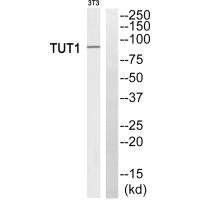 Western blot analysis of extracts from 3T3 cells, using TUT1 antiobdy. Western blot analysis of extracts from 3T3 cells, using TUT1 antiobdy.