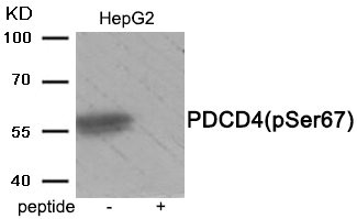 Western blot analysis of extracts from HepG2 tissue using Phospho-PDCD4 (Ser67) antibody.The lane on the right is treated with the antigen-specific peptide. Western blot analysis of extracts from HepG2 tissue using Phospho-PDCD4 (Ser67) antibody.The lane on the right is treated with the antigen-specific peptide.