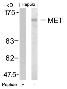 Western blot analysis of extracts from HepG2 cells using Met(Ab-1349) Antibody and the same antibody preincubated with blocking peptide. Western blot analysis of extracts from HepG2 cells using Met(Ab-1349) Antibody and the same antibody preincubated with blocking peptide.
