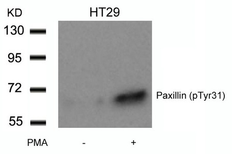 Western blot analysis of extracts from HT29 cells untreated or treated with PMA using Paxillin(Phospho-Tyr31) Antibody. Western blot analysis of extracts from HT29 cells untreated or treated with PMA using Paxillin(Phospho-Tyr31) Antibody.