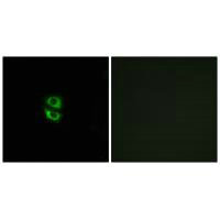 Immunofluorescence analysis of A549 cells, using RPL39 antibody.