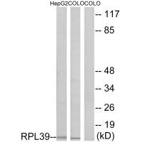 Western blot analysis of extracts from HepG2 cells and COLO cells, using RPL39 antibody. Western blot analysis of extracts from HepG2 cells and COLO cells, using RPL39 antibody.