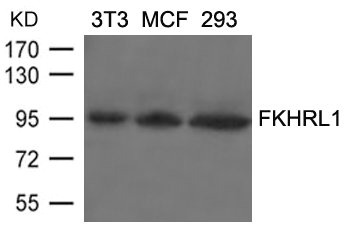 Western blot analysis of extracts from 3T3, MCF and 293 cells using FKHRL1(Ab-253) Antibody. Western blot analysis of extracts from 3T3, MCF and 293 cells using FKHRL1(Ab-253) Antibody.