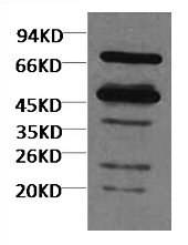 Western blot analysis of Arabidopsis thaliana using diluted at 1:5000. Western blot analysis of Arabidopsis thaliana using diluted at 1:5000.