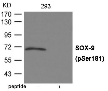 Western blot analysis of extracts from 293 cells using SOX-9 (Phospho-Ser181) Antibody.The lane on the right is treated with the antigen-specific peptide. Western blot analysis of extracts from 293 cells using SOX-9 (Phospho-Ser181) Antibody.The lane on the right is treated with the antigen-specific peptide.