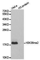 Western blot analysis of extracts of HeLa cell line and H3 protein expressed in E.coli., using H3K36me2 antibody. Western blot analysis of extracts of HeLa cell line and H3 protein expressed in E.coli., using H3K36me2 antibody.