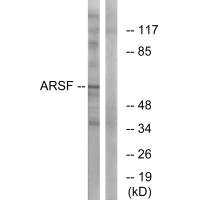 Western blot analysis of extracts from COS-7 cells, using ARSF antibody. Western blot analysis of extracts from COS-7 cells, using ARSF antibody.