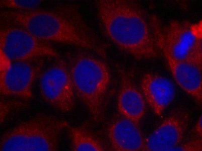 Immunofluorescence staining of methanol-fixed Hela cells using Shc1(Ab-427) Antibody.