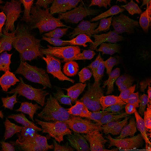 Immunofluorescence staining of methanol-fixed Hela cells using CDC2(Ab-15) Antibody.