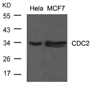 Western blot analysis of extracts from Hela and MCF cells using CDC2(Ab-15) Antibody. Western blot analysis of extracts from Hela and MCF cells using CDC2(Ab-15) Antibody.