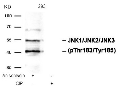 Western blot analysis of extracts from 293 cells, treated with Anisomycin or calf intestinal phosphatase (CIP), using JNK1/JNK2/JNK3 (phospho-Thr183/Tyr185) Antibody.