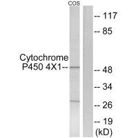 Western blot analysis of extracts from COS7 cells, using Cytochrome P450 4X1 antibody. Western blot analysis of extracts from COS7 cells, using Cytochrome P450 4X1 antibody.