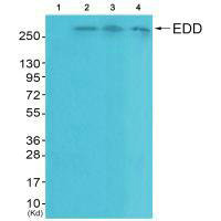 Western blot analysis of extracts from HeLa cells (Lane 2), A549 cells (Lane 3) and HepG2 cells (Lane 4), using EDD antiobdy. The lane on the left is treated with systhesized peptide.