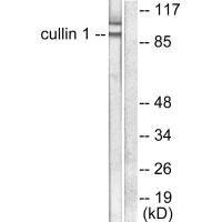 Western blot analysis of extracts from HeLa cells, using Cullin 1 antibody.