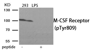 Western blot analysis of extracts from 293 cells treated with LPS using Phospho-M-CSF Receptor (Tyr809) antibody.The lane on the right is treated with the antigen-specific peptide. Western blot analysis of extracts from 293 cells treated with LPS using Phospho-M-CSF Receptor (Tyr809) antibody.The lane on the right is treated with the antigen-specific peptide.