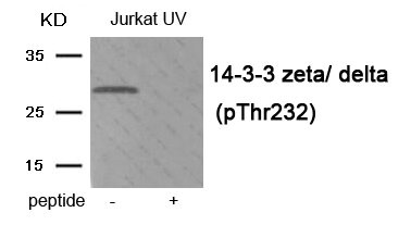 Western blot analysis of extracts from Jurkat cells treated with UV using Phospho-14-3-3 zeta/ delta (Thr232) antibody.The lane on the right is treated with the antigen-specific peptide. Western blot analysis of extracts from Jurkat cells treated with UV using Phospho-14-3-3 zeta/ delta (Thr232) antibody.The lane on the right is treated with the antigen-specific peptide.