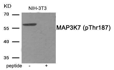 Western blot analysis of extracts from NIH-3T3 tissue using MAP3K7 (Phospho-Thr187) antibody.The lane on the right is treated with the antigen-specific peptide.