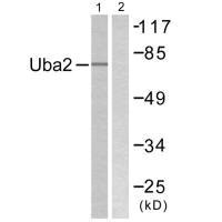 Western blot analysis of extracts from 293 cells, treated with UV (5mins), using Uba2 antibody. Western blot analysis of extracts from 293 cells, treated with UV (5mins), using Uba2 antibody.
