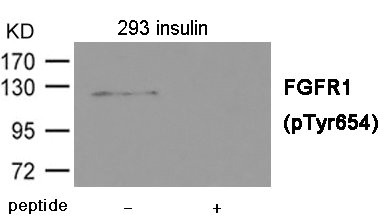 Western blot analysis of extracts from 293 cells treated with insulin using FGFR1 (Phospho-Tyr654) Antibody.The lane on the right is treated with the antigen-specific peptide. Western blot analysis of extracts from 293 cells treated with insulin using FGFR1 (Phospho-Tyr654) Antibody.The lane on the right is treated with the antigen-specific peptide.