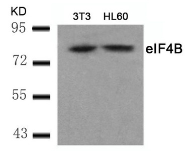 Western blot analysis of extracts from 3T3 and HL60 cells using eIF4B(Ab-422) Antibody. Western blot analysis of extracts from 3T3 and HL60 cells using eIF4B(Ab-422) Antibody.