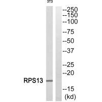Western blot analysis of extracts from 3T3 cells, using RPS13 antiobdy. Western blot analysis of extracts from 3T3 cells, using RPS13 antiobdy.