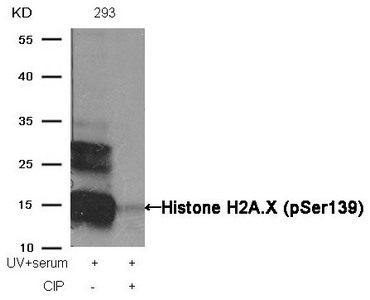 Western blot analysis of extracts from 293 cells, treated with UV+serum or calf intestinal phosphatase (CIP), using Histone H2A.X (Phospho-Ser139) Antibody.