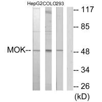 Western blot analysis of extracts from HepG2 cells, COLO205 cells and 293 cells, using MOK antibody. Western blot analysis of extracts from HepG2 cells, COLO205 cells and 293 cells, using MOK antibody.