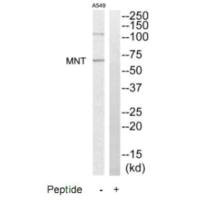 Western blot analysis of extracts from A549 cells, using MNT antibody. Western blot analysis of extracts from A549 cells, using MNT antibody.