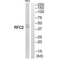 Western blot analysis of extracts from HeLa cells, using RFC2 antibody. Western blot analysis of extracts from HeLa cells, using RFC2 antibody.