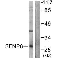 Western blot analysis of extracts from HuvEc cells, using SENP8 antibody.