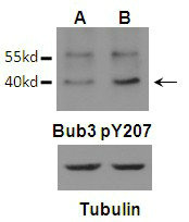 Western blot analysis of Bub3 (Phospho-Tyr207)Antibody (arrow indicated) in U87 (A) and U87 EGFRvIII (B) cells in Mitosis.