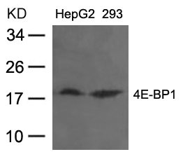 Western blot analysis of extracts from HepG2 and 293 cells using 4E-BP1(Ab-36) Antibody.