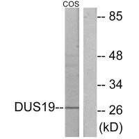 Western blot analysis of extracts from COS-7 cells, using DUS19 antibody.