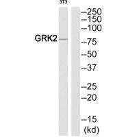 Western blot analysis of extracts from NIH-3T3 cells, using GRK2 (Ab-86) antibody. Western blot analysis of extracts from NIH-3T3 cells, using GRK2 (Ab-86) antibody.