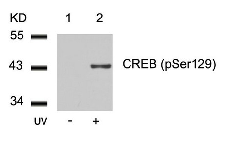 Western blot analysis of extracts from 293 cells untreated(lane 1) or treated with UV(lane 2) using CREB(Phospho-Ser129) Antibody. Western blot analysis of extracts from 293 cells untreated(lane 1) or treated with UV(lane 2) using CREB(Phospho-Ser129) Antibody.