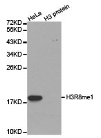 Western blot analysis of extracts of HeLa cell line and H3 protein expressed in E.coli., using H3R8me1antibody. Western blot analysis of extracts of HeLa cell line and H3 protein expressed in E.coli., using H3R8me1antibody.