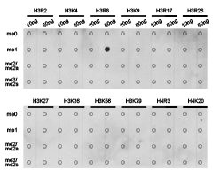 Dot-blot analysis of all sorts of methylation peptides using H3R8me1 antibody.