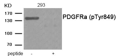 Western blot analysis of extracts from 293 tissue using PDGFRa (Phospho-Tyr849) antibody.The lane on the right is treated with the antigen-specific peptide.