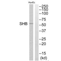 Western blot analysis of extracts from HuvEc cells, using SHB antibody.