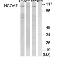 Western blot analysis of extracts from LOVO cells, 3T3 cells and RAW264.7 cells, using NCOA7 antibody.