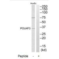 Western blot analysis of extracts from HuvEc cells, using POU4F3 antibody. Western blot analysis of extracts from HuvEc cells, using POU4F3 antibody.