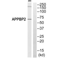 Western blot analysis of extracts from 293 cells, using APPBP2 antibody. Western blot analysis of extracts from 293 cells, using APPBP2 antibody.